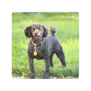 Impresión En Metal Bonjour