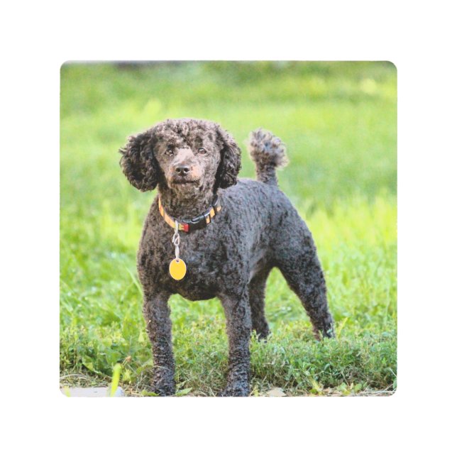 Impresión En Metal Bonjour (Anverso)