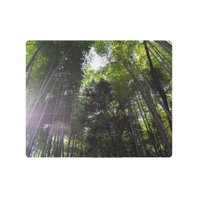 Impresión En Metal bosque de bambú (Anverso)