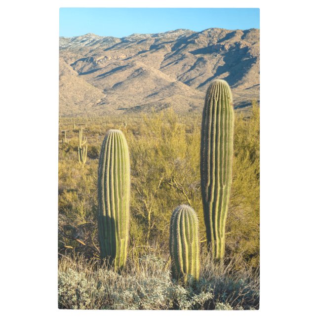 Impresión En Metal Bosque de Saguaro (Anverso)