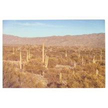 Bosque de Saguaro