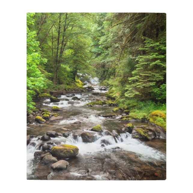Impresión En Metal Bosque nacional de Siuslaw | Creek dulce (Anverso)