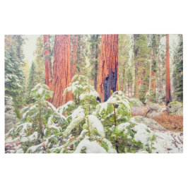 Impresión En Metal Bosque Sequoia en invierno