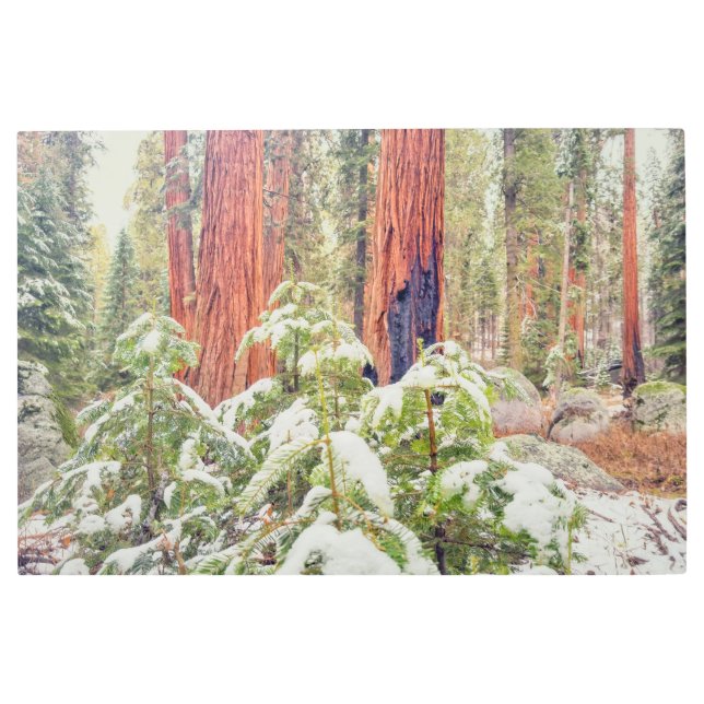 Impresión En Metal Bosque Sequoia en invierno (Anverso)