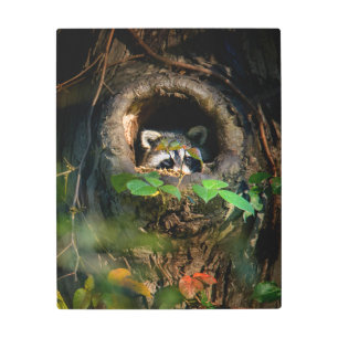 Impresión En Metal Bosques   Raccoon Peeking