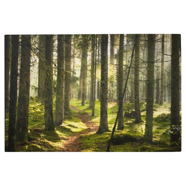 Impresión En Metal Bosques | Selva boreal Suecia (Anverso)
