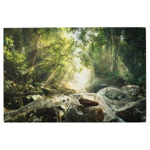 Impresión En Metal Bosques   Selva tropical de selva