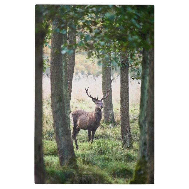 Impresión En Metal Bosques | Woodlands & Red Deer (Anverso)