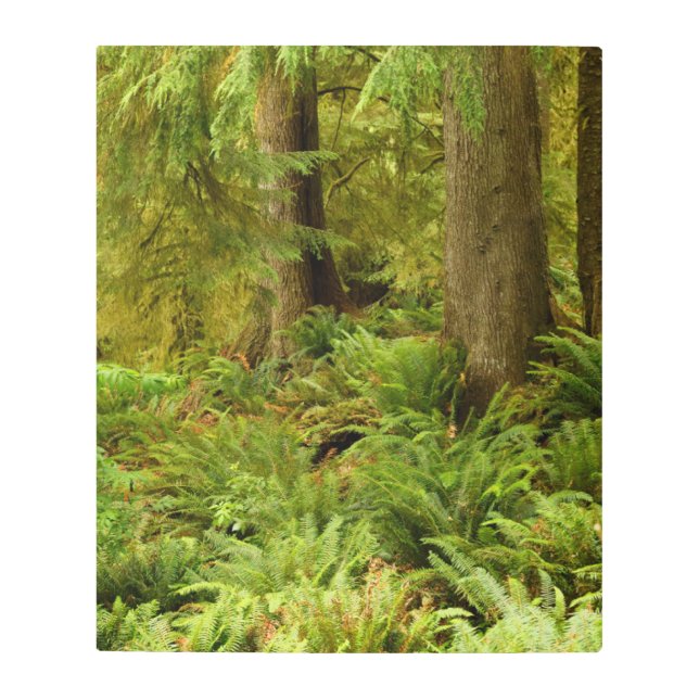 Impresión En Metal Bosques y fermentos exuberantes | Parque Estatal E (Anverso)