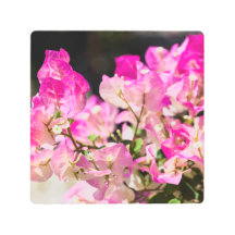 Bougainvillea