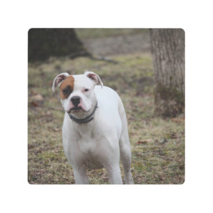 Impresión En Metal Boxeador