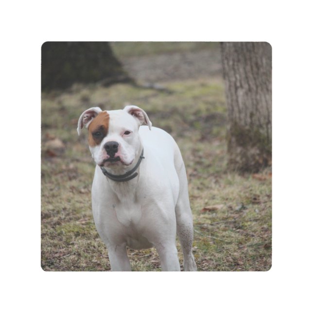 Impresión En Metal Boxeador (Anverso)