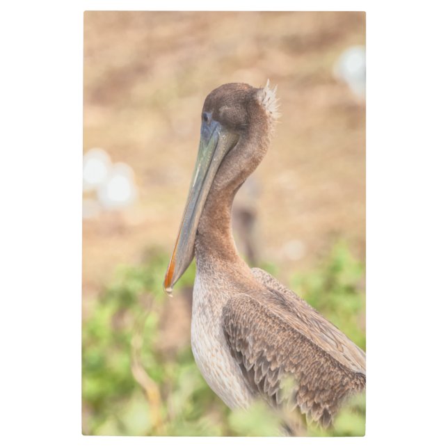 Impresión En Metal Brown Pelican (Anverso)