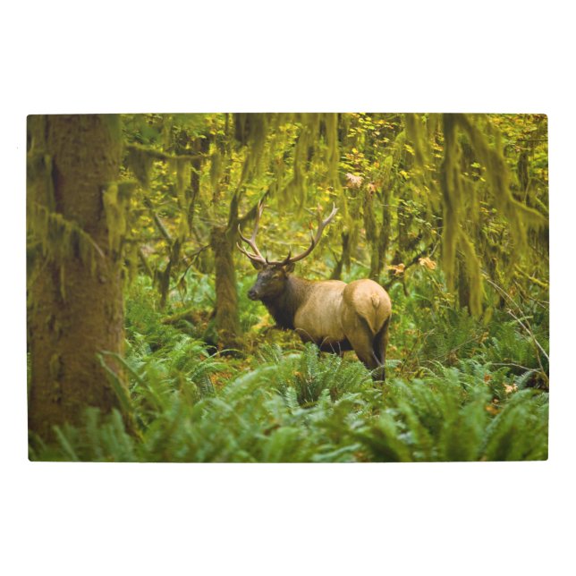 Impresión En Metal Bull Roosevelt Elk (Anverso)