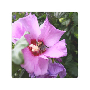 Impresión En Metal Bumblebee en la flor de Hibiscus