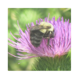 Impresión En Metal Bumblebee On Thistle
