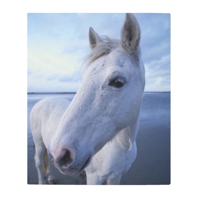 Impresión En Metal Caballo de Camargue (Anverso)