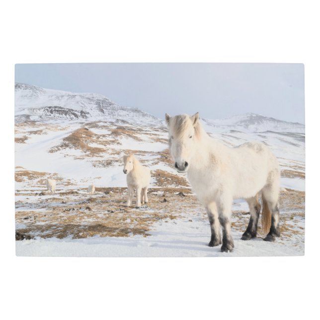Impresión En Metal Caballo islandés | Blonduos, Islandia (Anverso)