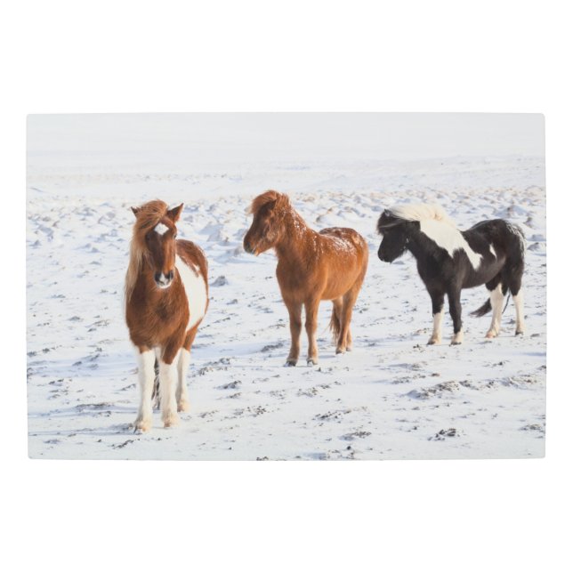 Impresión En Metal Caballo islandés con Abrigo típico de invierno (Anverso)