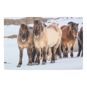 Impresión En Metal Caballos islandeses en invierno cerca de Hofn, Isl