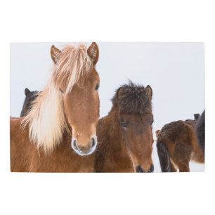 Impresión En Metal Caballos islandeses unidos