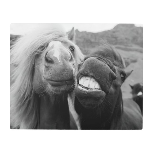 Impresión En Metal Caballos sonrientes de las imágenes el | de Getty (Anverso)