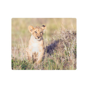 Impresión En Metal Cachorro de león en África. Foto