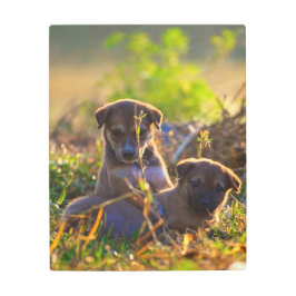 Impresión En Metal Cachorros