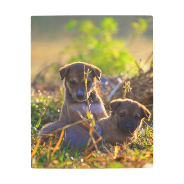Impresión En Metal Cachorros (Anverso)