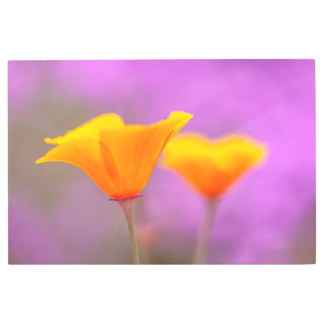 Impresión En Metal California Poppies (Anverso)