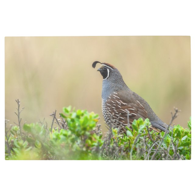 Impresión En Metal California Quail (Anverso)
