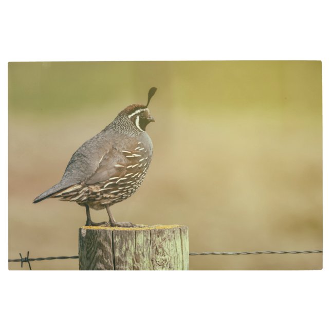 Impresión En Metal California Quail (Anverso)