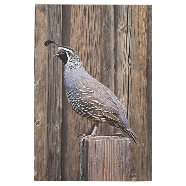 IMPRESIÓN EN METAL CALIFORNIA QUAIL EN BARNBOTE (Anverso)