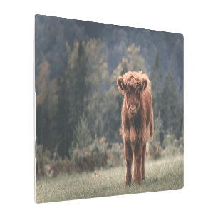 Impresión En Metal Campo de hierba de otoño de ternera de vaca de las