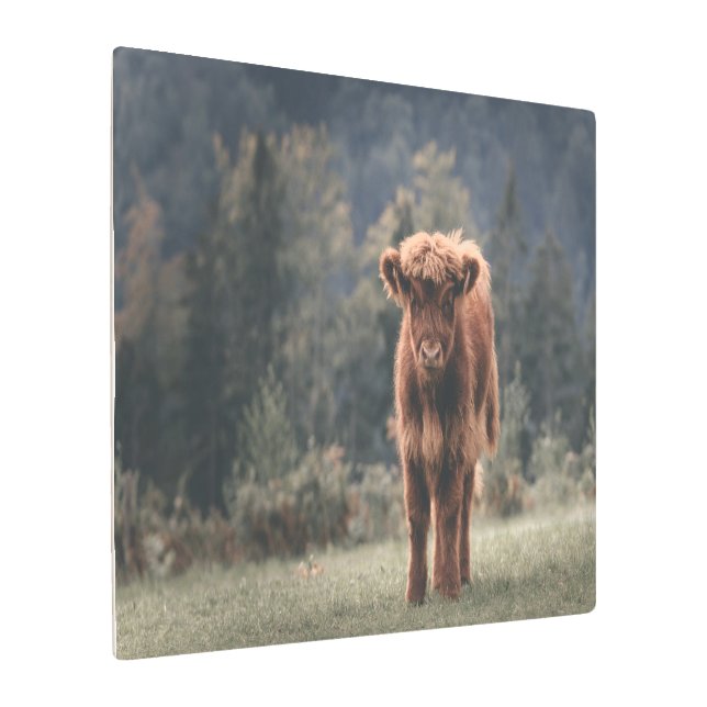 Impresión En Metal Campo de hierba de otoño de ternera de vaca de las (Angulado)