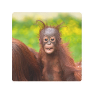 Impresión En Metal Carácter quirky de un bebé orangután
