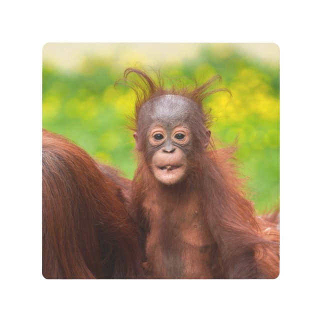 Impresión En Metal Carácter quirky de un bebé orangután (Anverso)