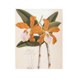 Impresión En Metal Cattleya Velutina Vintage Lindenia Orchid