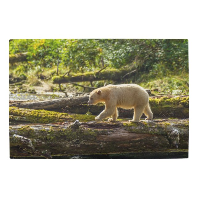 Impresión En Metal Caza de osos de espíritu blanco (Anverso)