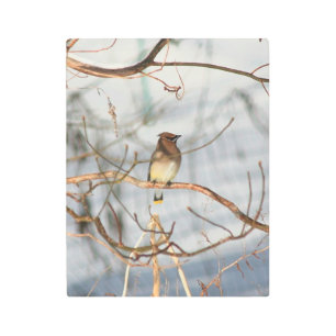 Impresión En Metal Cedar Waxwing Bird En Invierno