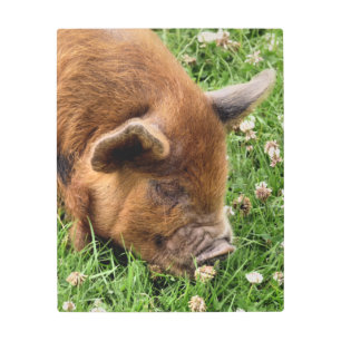 IMPRESIÓN EN METAL CERDO CUTIDO