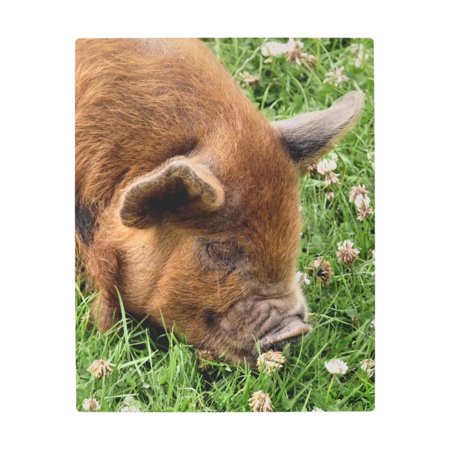 IMPRESIÓN EN METAL CERDO CUTIDO (Anverso)