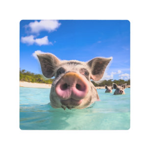 Impresión En Metal Cerdo de Natación en Bahamas 2024