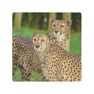 Impresión En Metal Cheetah Duo