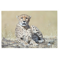 Chita en Masai Mara en Kenia. Foto