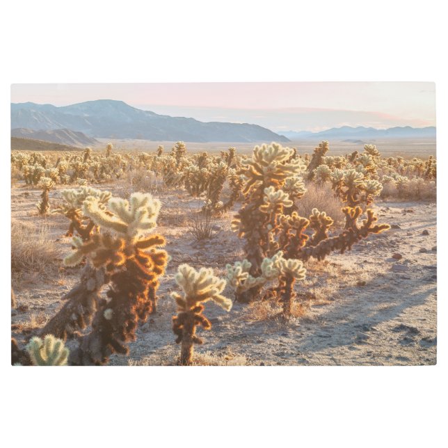 Impresión En Metal Cholla Cacti (Anverso)