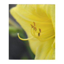 Impresión En Metal Cierre de un vibrante lirio amarillo