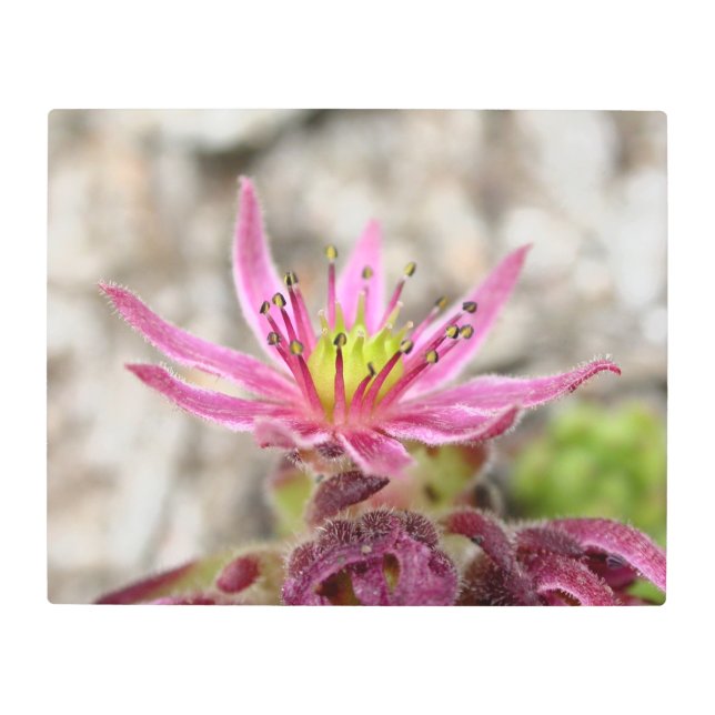 Impresión En Metal Cierre de una Flor Rosa Suculenta en Florencia (Anverso)