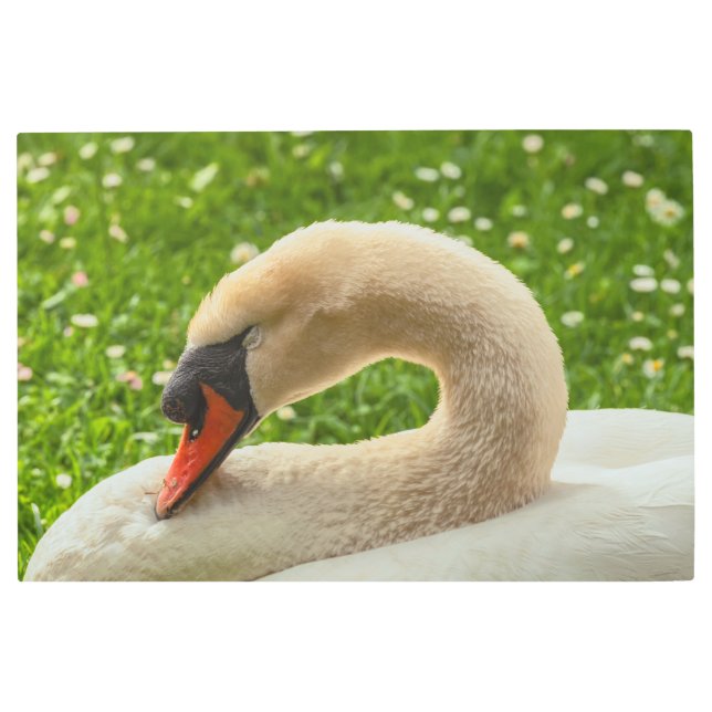 Impresión En Metal Cisne durmiente (Anverso)