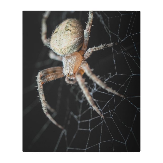 Impresión En Metal Close-Wonder: La araña de los jardines europeos (Anverso)